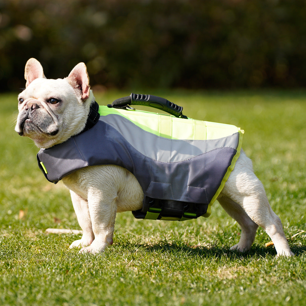 Why Your Pup Needs a Reflective Pet Swimsuit Life Jacket