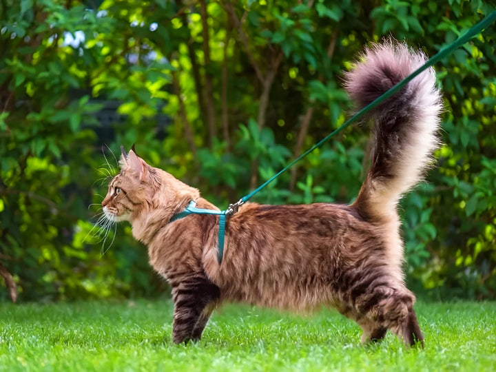 Safe And Strong Pet Leash Essentials